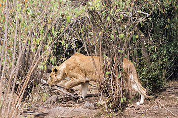 Image showing Lioness hunting