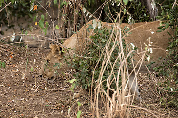 Image showing Pregnant lioness hunting in bushes