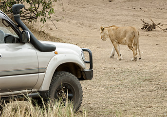 Image showing close encounter with hunting lioness