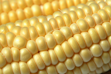 Image showing corn