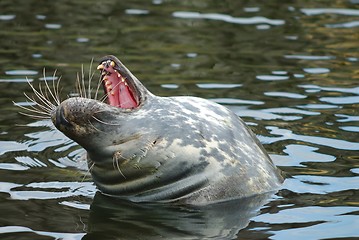 Image showing Seal