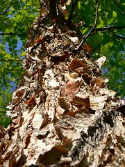 Image showing Shaggy Bark