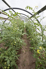 Image showing Tomato plants in a small greenhouse