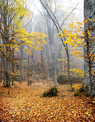 Image showing Trees with yellow leaves