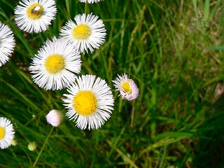 Image showing Daisies