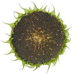 Image showing Sunflower