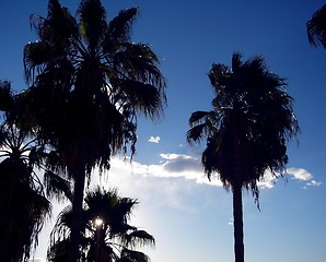 Image showing Palm Sunrise