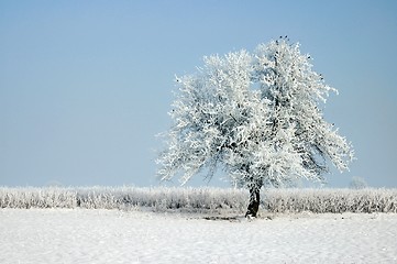 Image showing Winter Tree