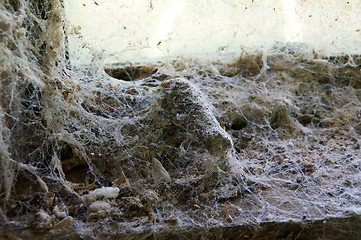 Image showing cobweb covered window sill