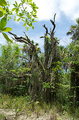 Image showing old dead oak tree 