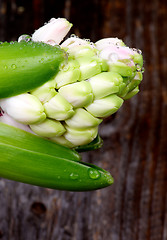 Image showing Pink Hyacinths