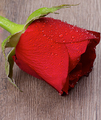 Image showing Red Rose