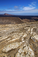 Image showing timanfaya vulcanic  lanzarote spain plant flower bush