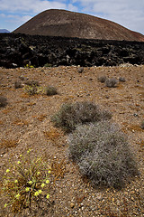 Image showing timanfaya vulcanic  spain  bush