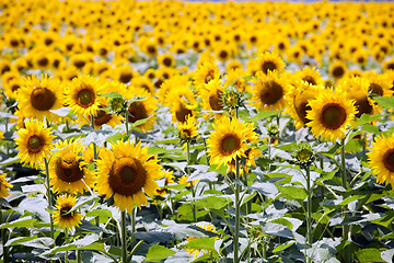 Image showing field of sunflowers