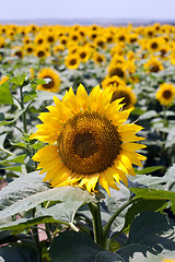 Image showing sunflowers