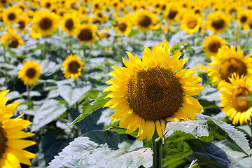 Image showing sunflowers