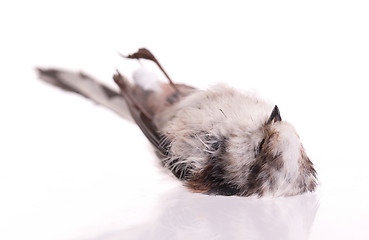Image showing Deceased long-tailed tit