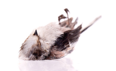 Image showing Deceased long-tailed tit