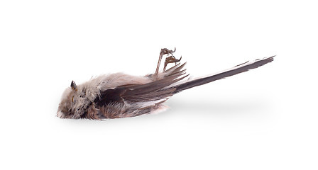 Image showing Deceased long-tailed tit