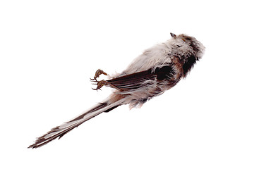 Image showing Deceased long-tailed tit