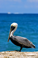 Image showing side of little white black pelican