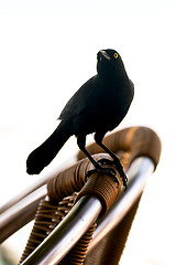 Image showing  black crow