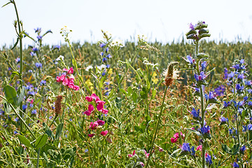 Image showing Rapid flowering of variety motley wild plants