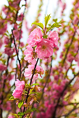 Image showing Sakura in spring time