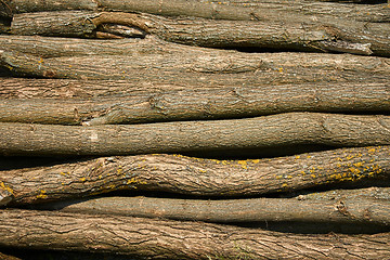 Image showing Heap of long wooden logs