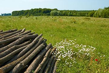 Image showing Pile of wooden logs near the forest