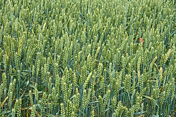 Image showing Green wheat ripening ears