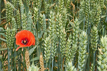 Image showing Red poppy flower among green wheat ears