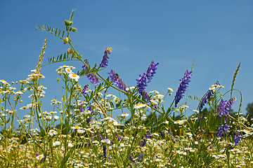 Image showing Rapid flowering of variety motley wild grasses