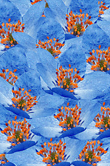 Image showing Floral Background of Blue Flowers