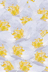 Image showing Floral Background of White Windflowers