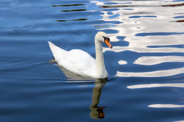 Image showing White Swan on a Blue Pond