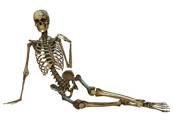 Image showing Human Skeleton