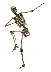 Image showing Human Skeleton