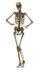 Image showing Human Skeleton