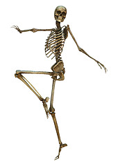 Image showing Human Skeleton