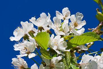 Image showing Apple flowers