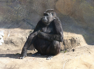 Image showing Gorilla