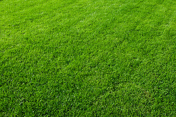 Image showing Green grass