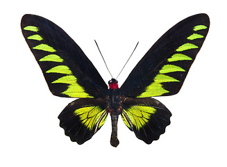 Image showing Butterfly Trogonoptera Brookiana