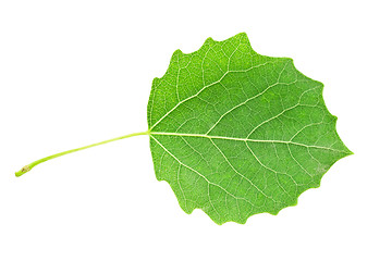 Image showing Green leaf