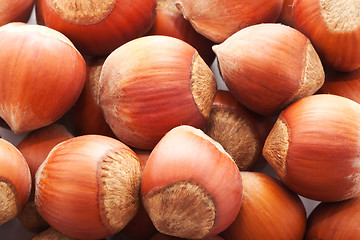 Image showing Hazelnuts or filbert