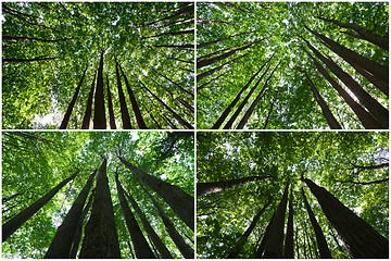 Image showing Green forest