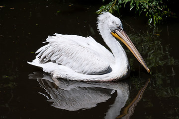 Image showing Pelican