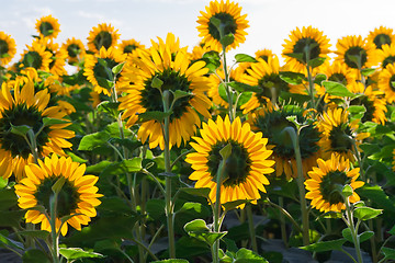 Image showing Sunflowers